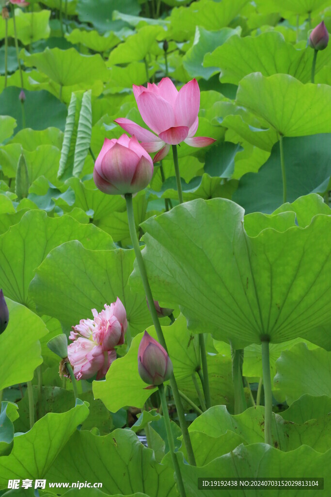 荷花荷叶  