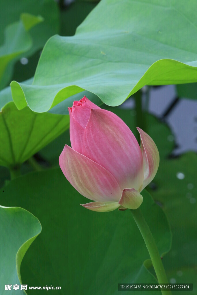 荷花荷叶  