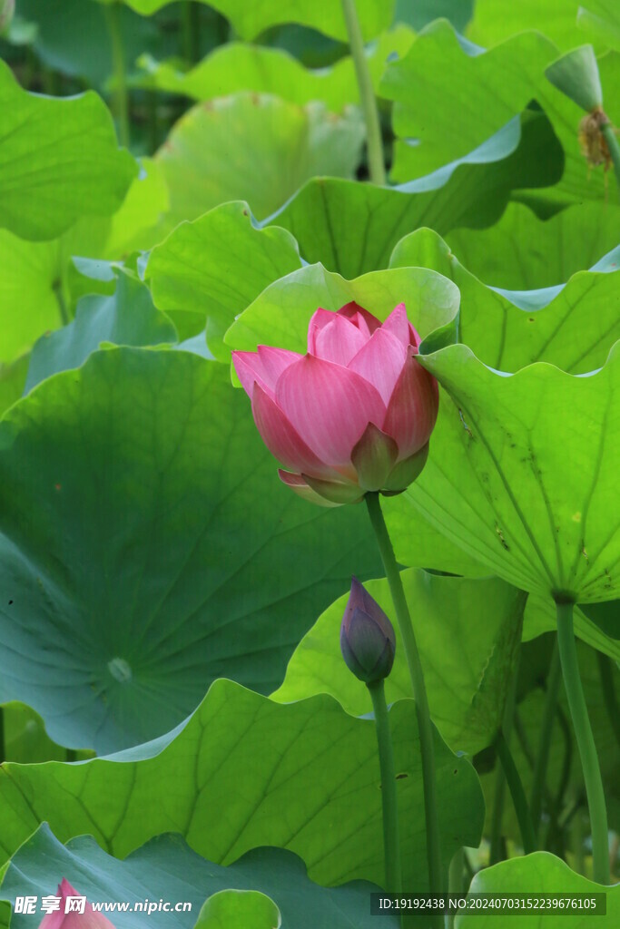 荷花荷叶  