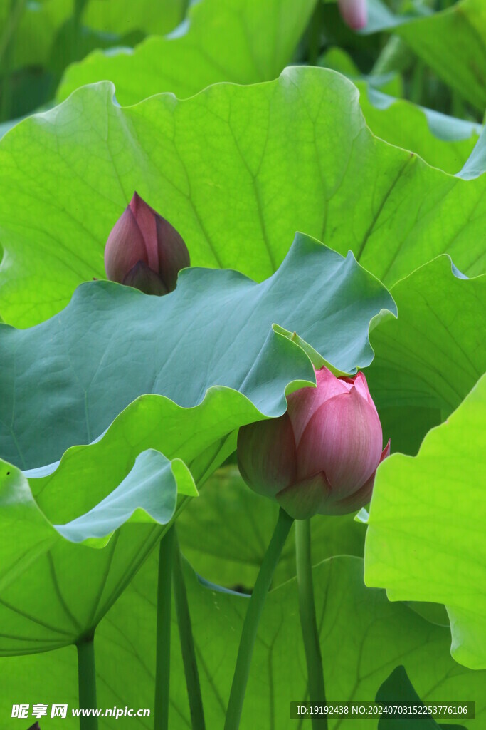 荷花荷叶  