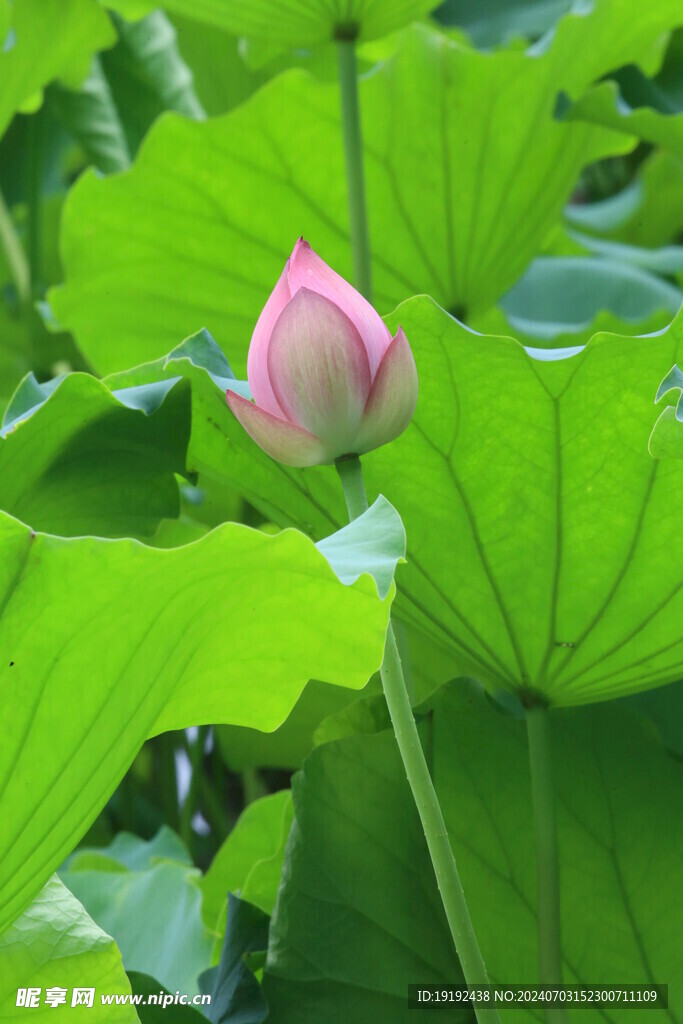 荷花荷叶 