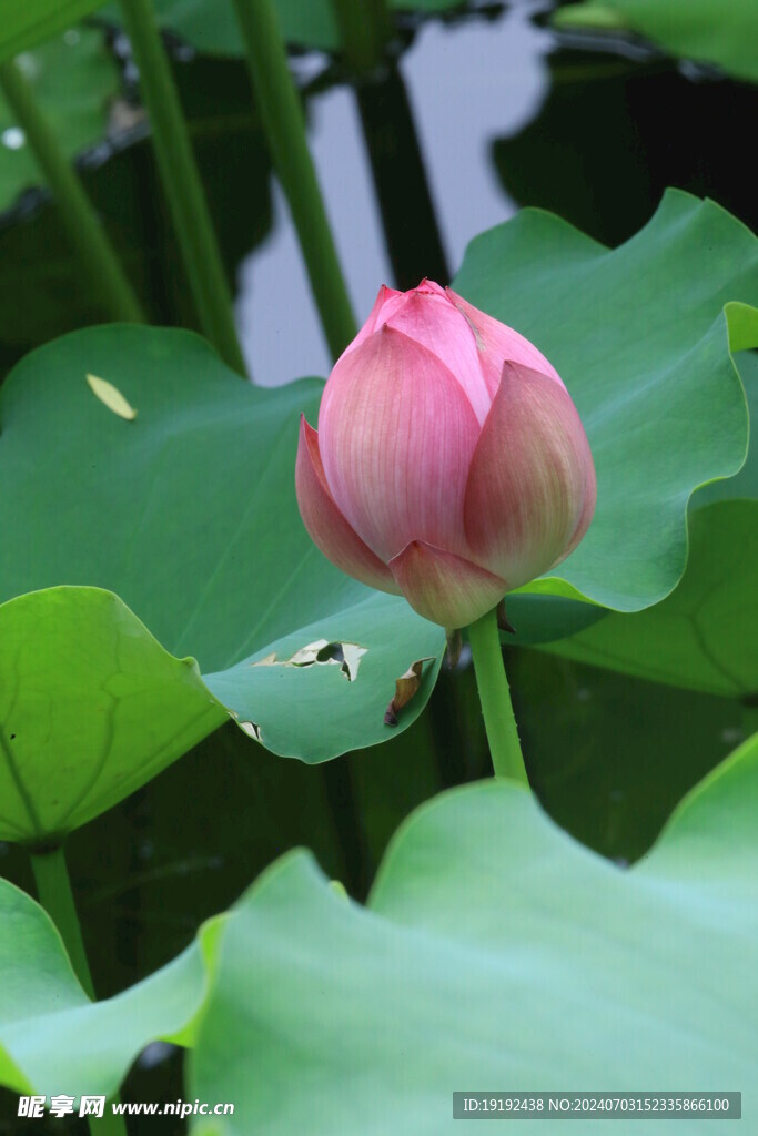 荷花荷叶  
