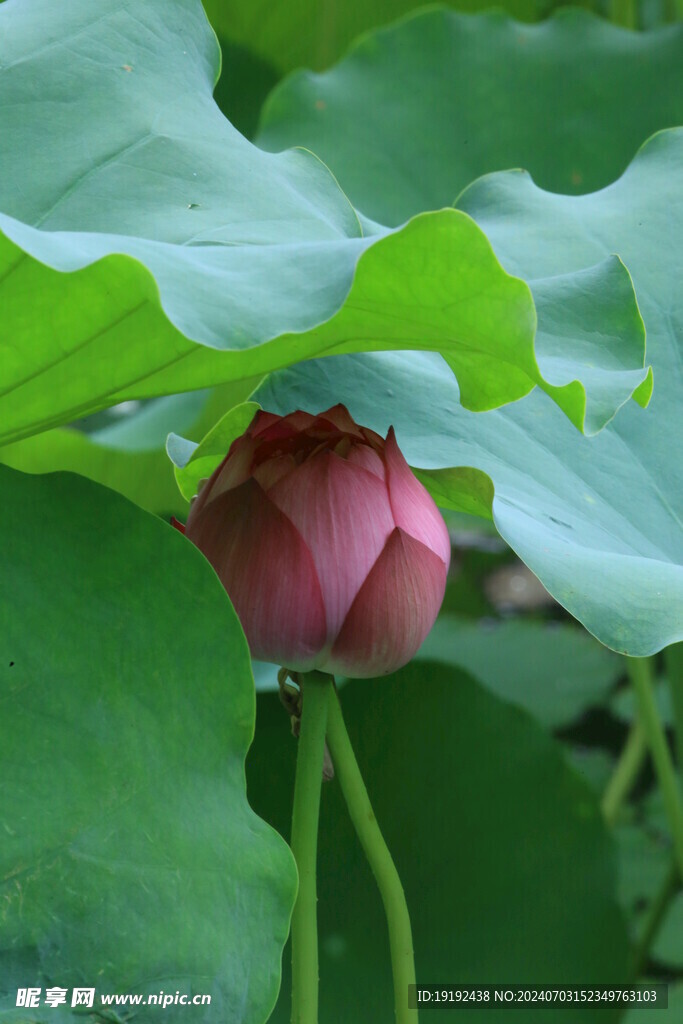 荷花荷叶 