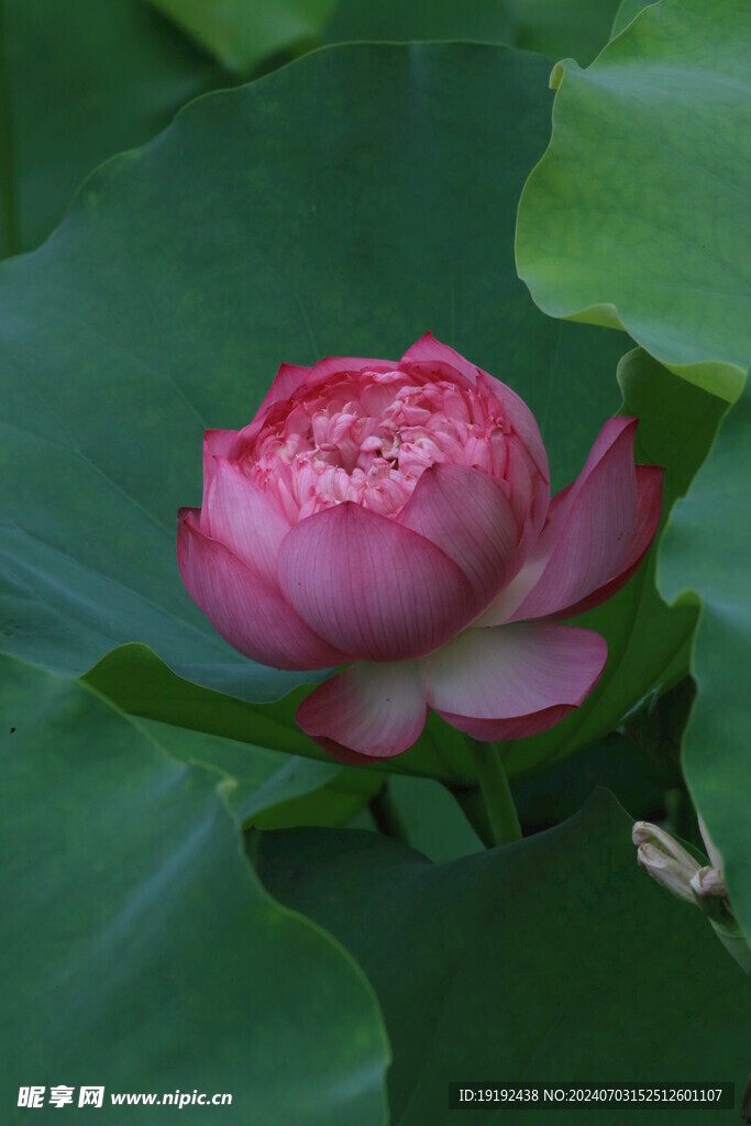 荷花荷叶 