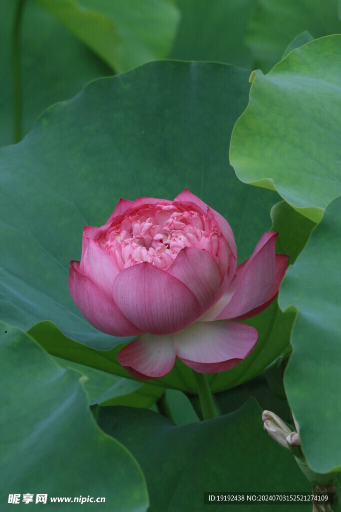 荷花荷叶  