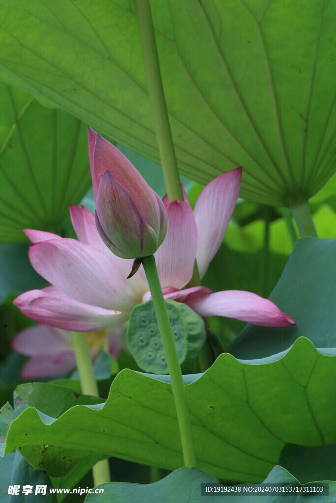 荷花荷叶 