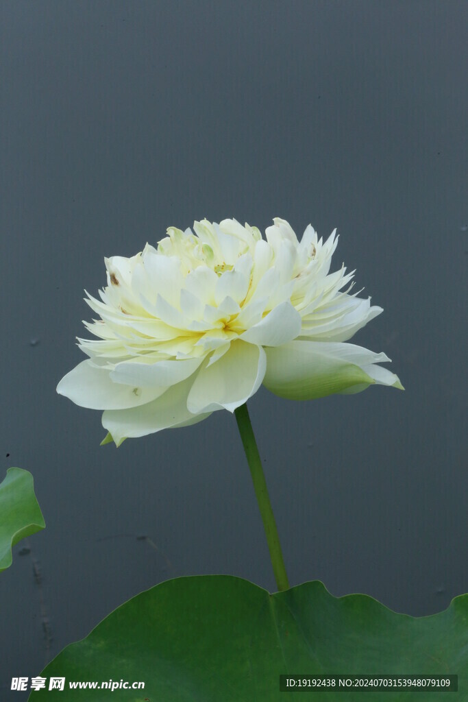 荷花荷叶 