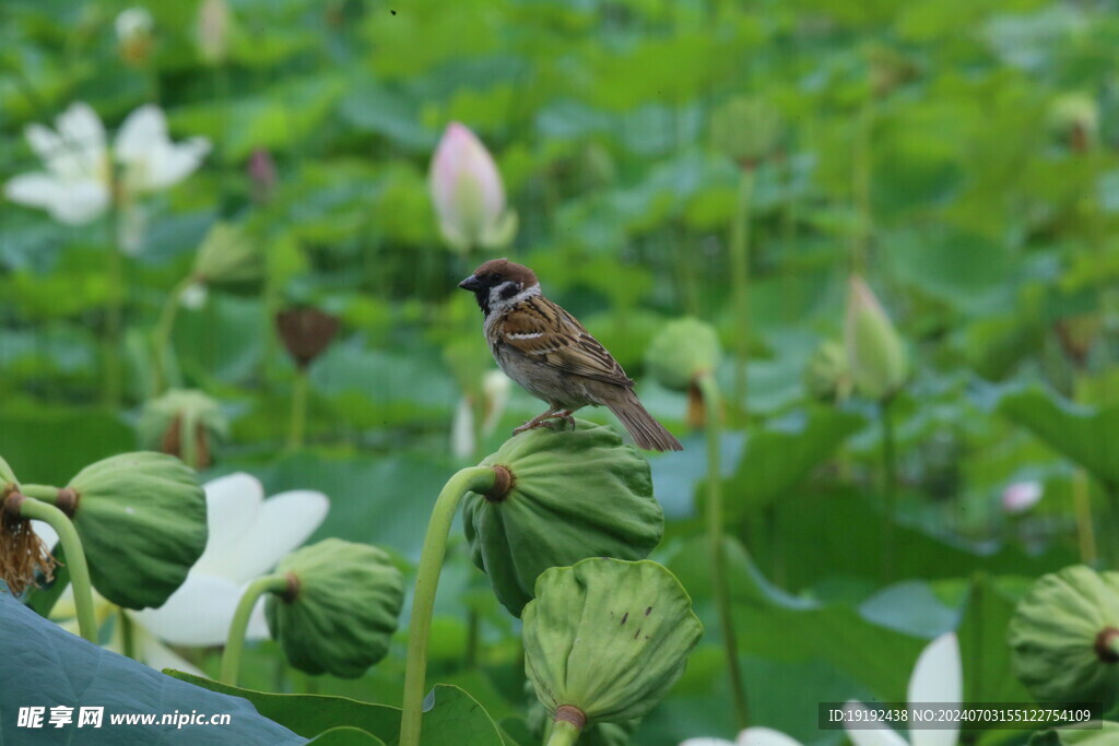 荷花荷叶  