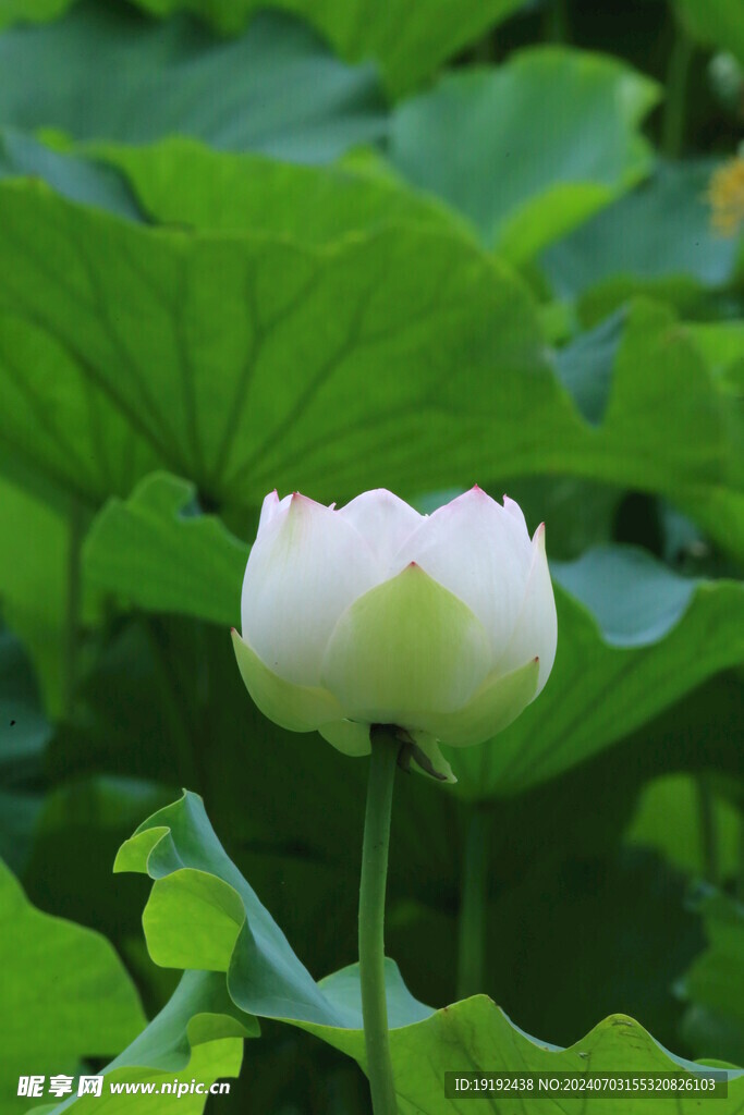荷花荷叶 