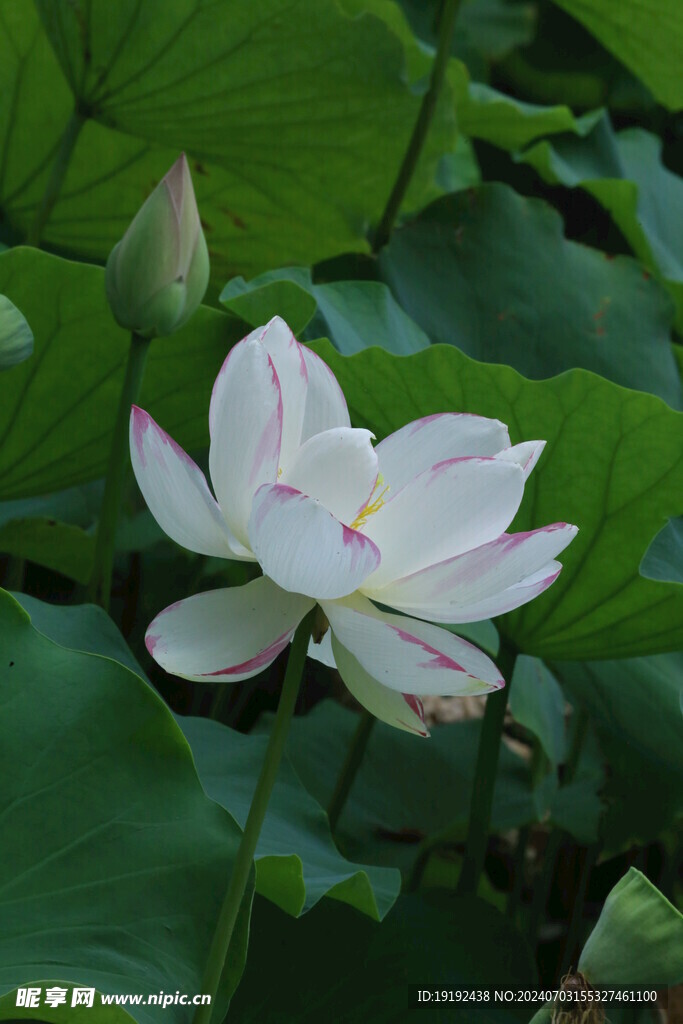 荷花荷叶 