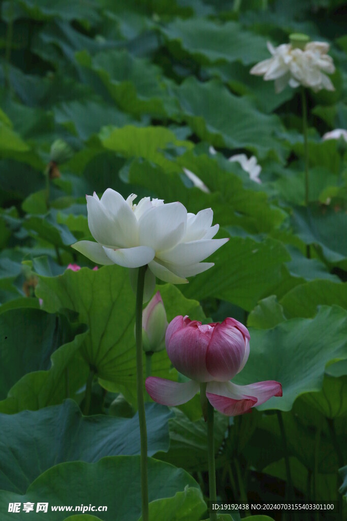荷花荷叶 