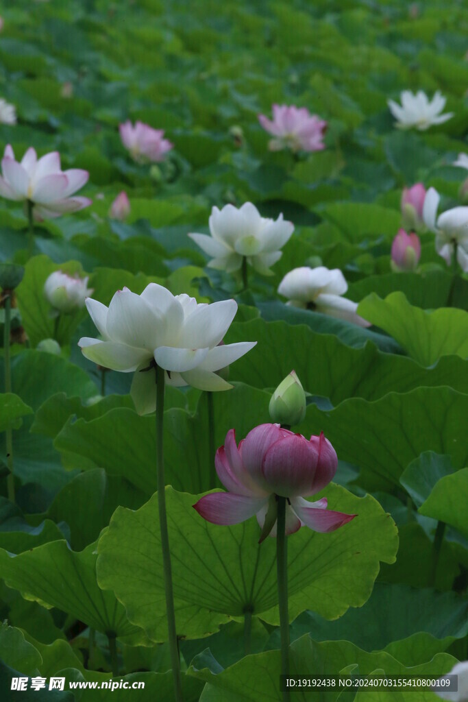 荷花荷叶  