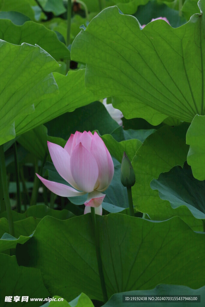 荷花荷叶  