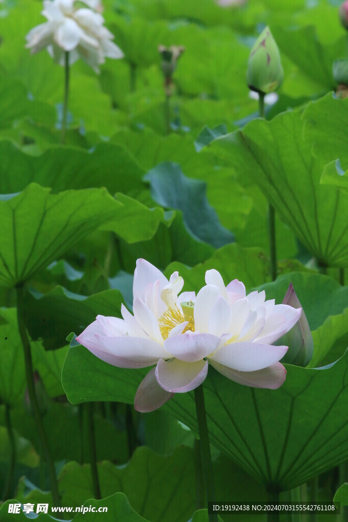荷花荷叶  
