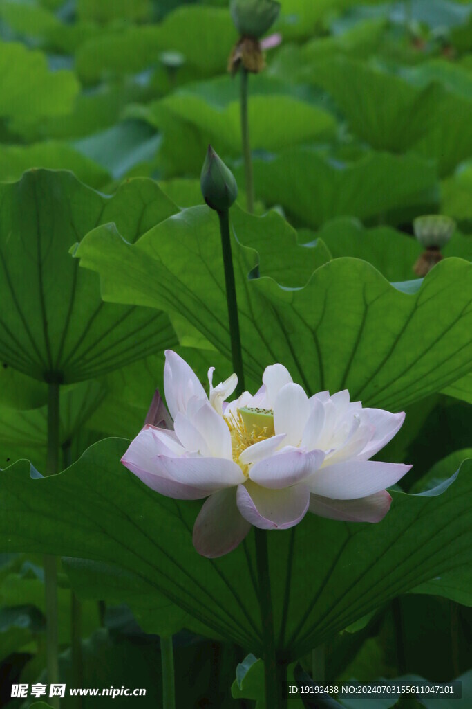 荷花荷叶  