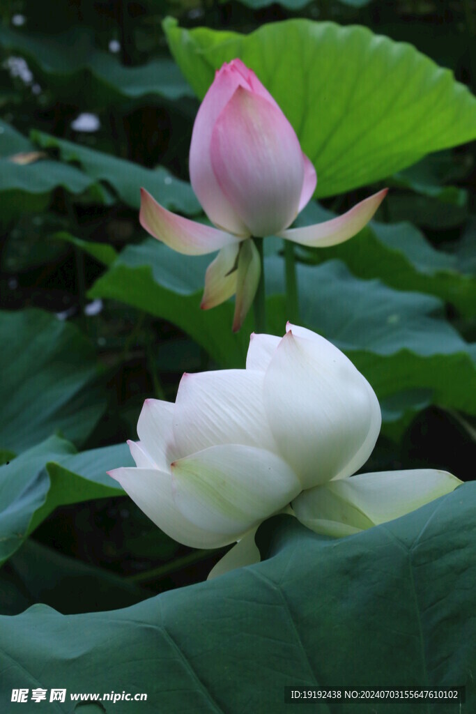 荷花荷叶 