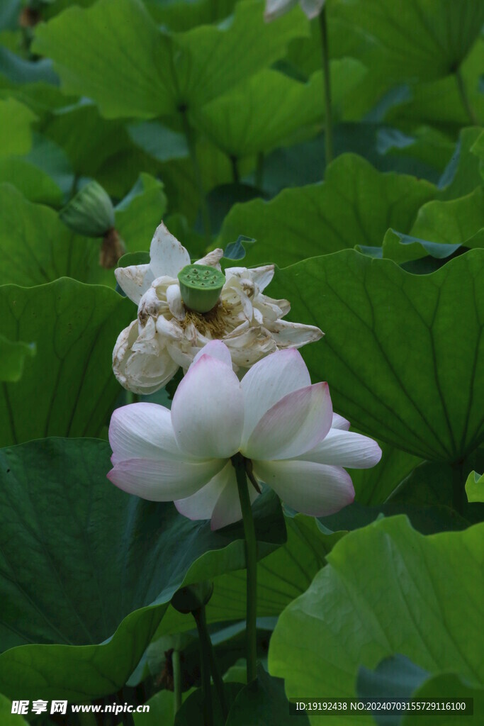 荷花荷叶  