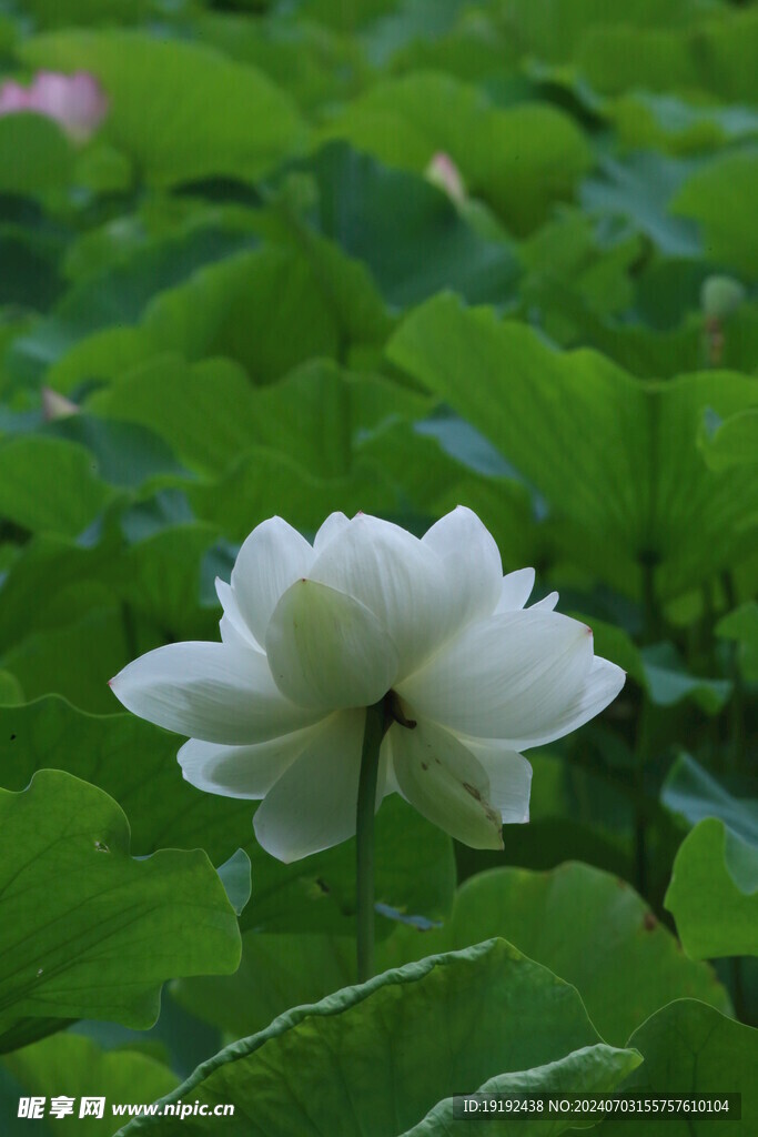 荷花荷叶 