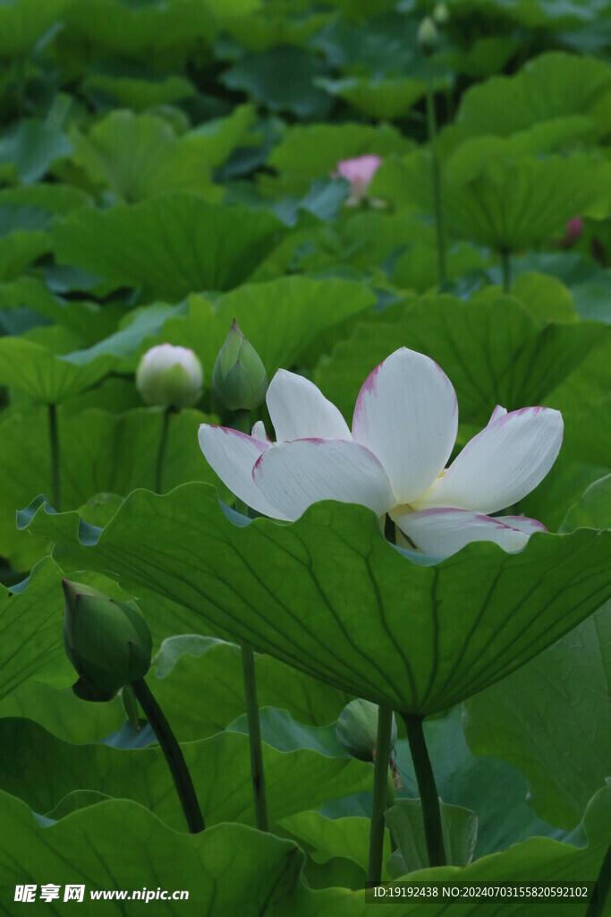荷花荷叶  