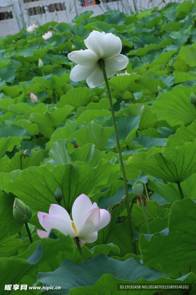 荷花荷叶  