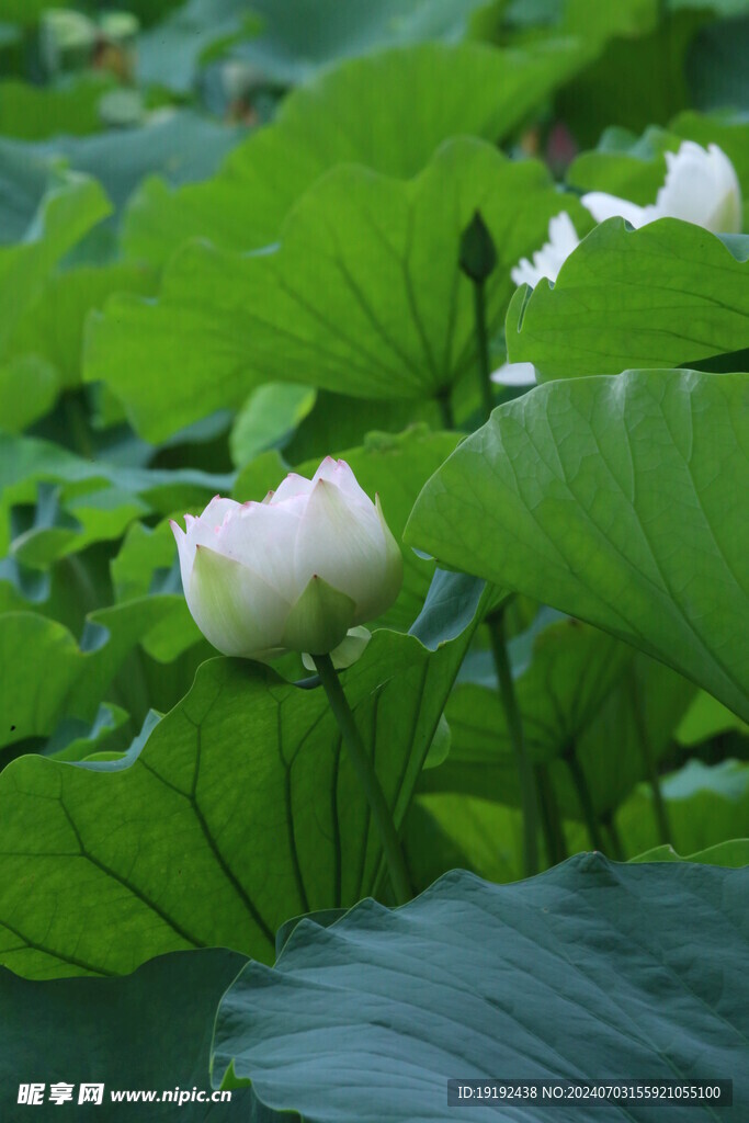 荷花荷叶 