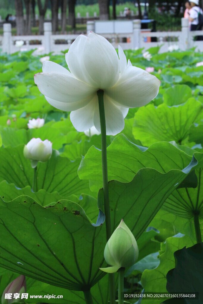 荷花荷叶 