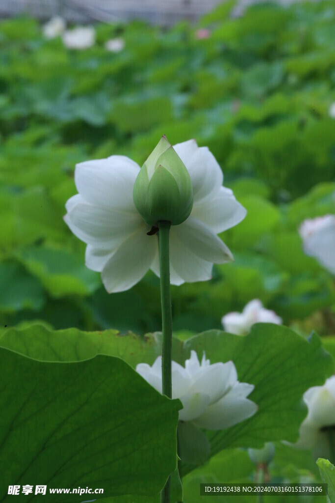 荷花荷叶 