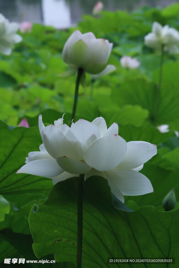 荷花荷叶 