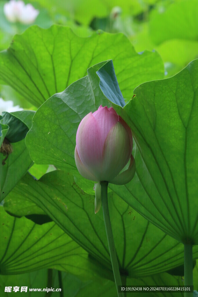 荷花荷叶 