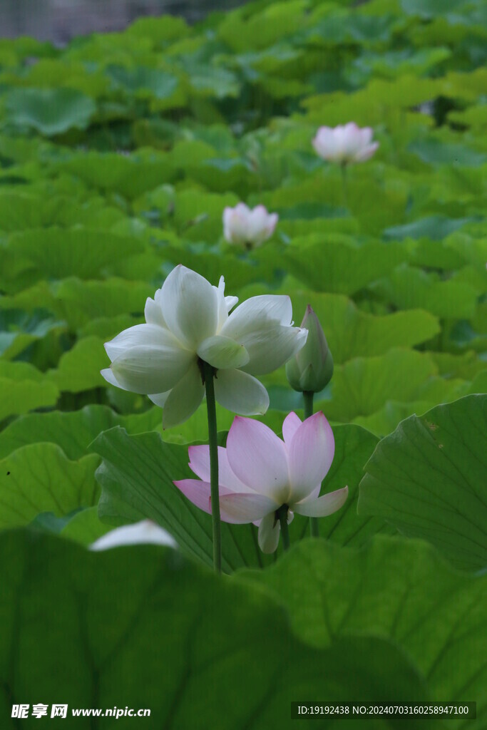荷花荷叶  