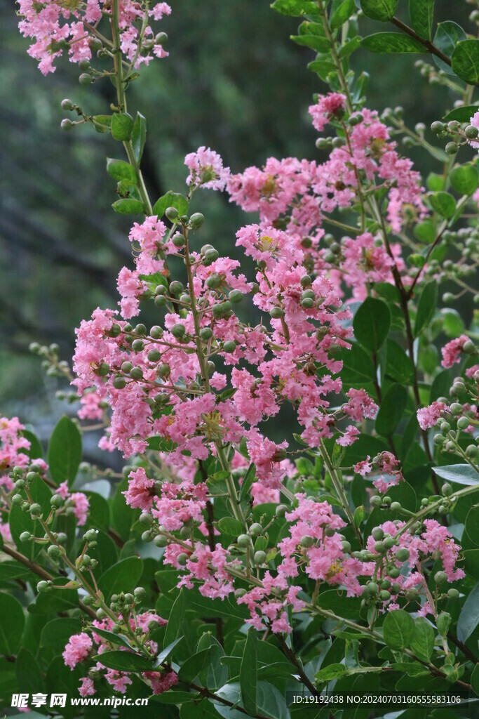 紫薇花  