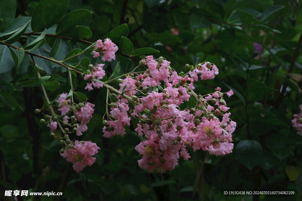 紫薇花 
