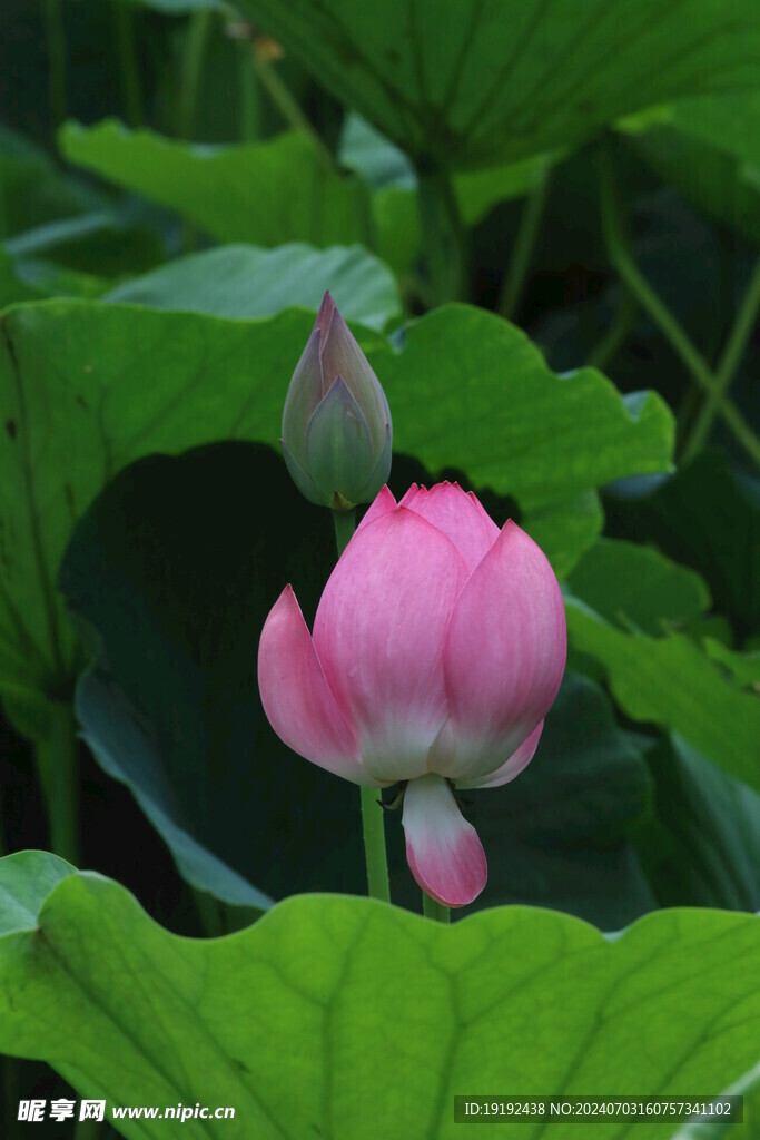 荷花荷叶 