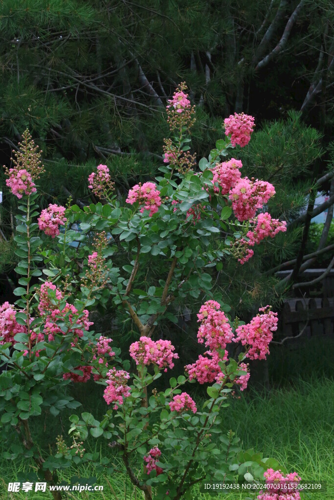 紫薇花  