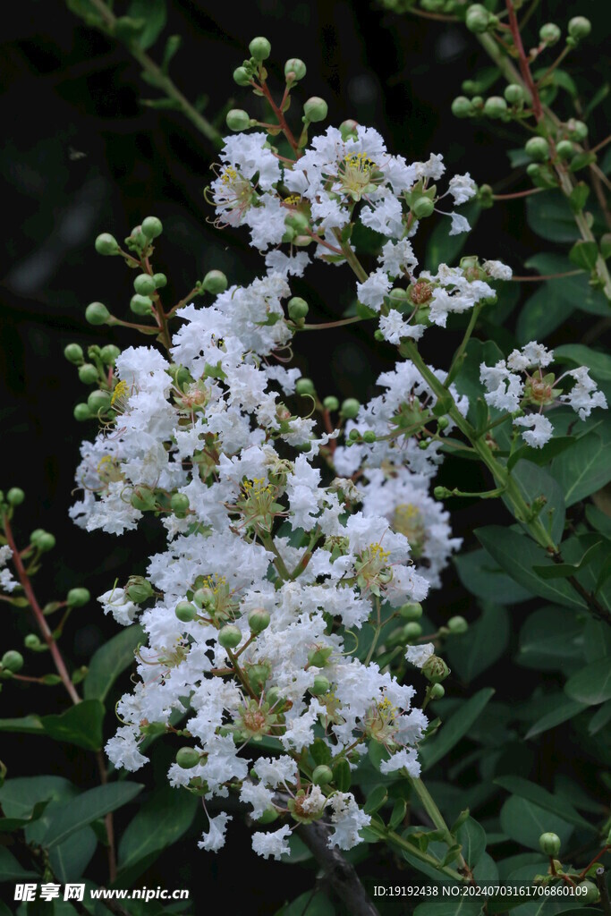 紫薇花  