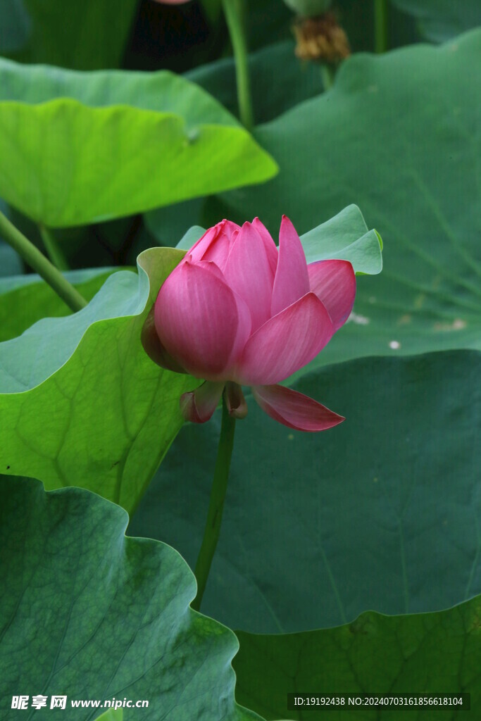 荷花荷叶 
