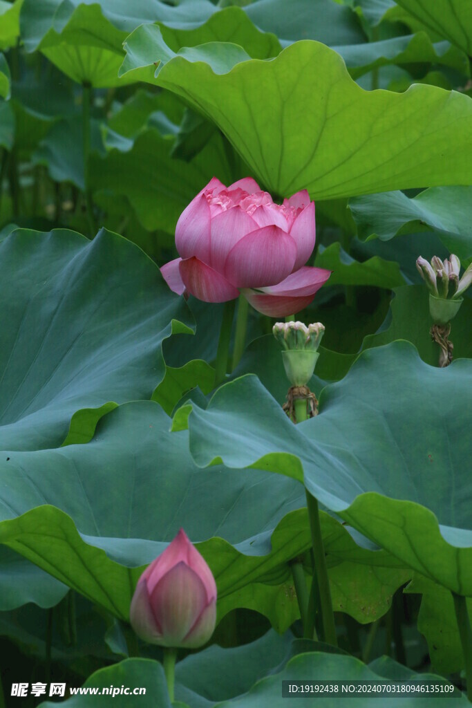 荷花荷叶  