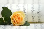 鲜花乐谱