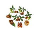 失量逼真核桃坚果