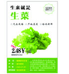 生菜