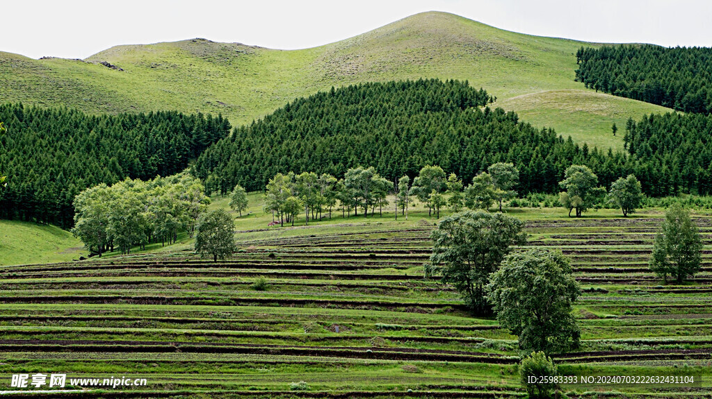 山区牧场