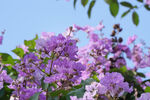 紫薇花