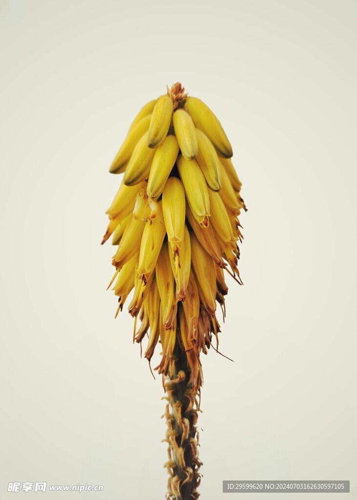 香蕉  