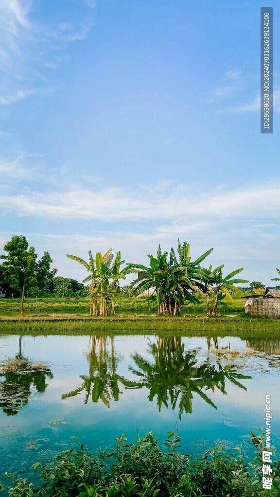 香蕉树