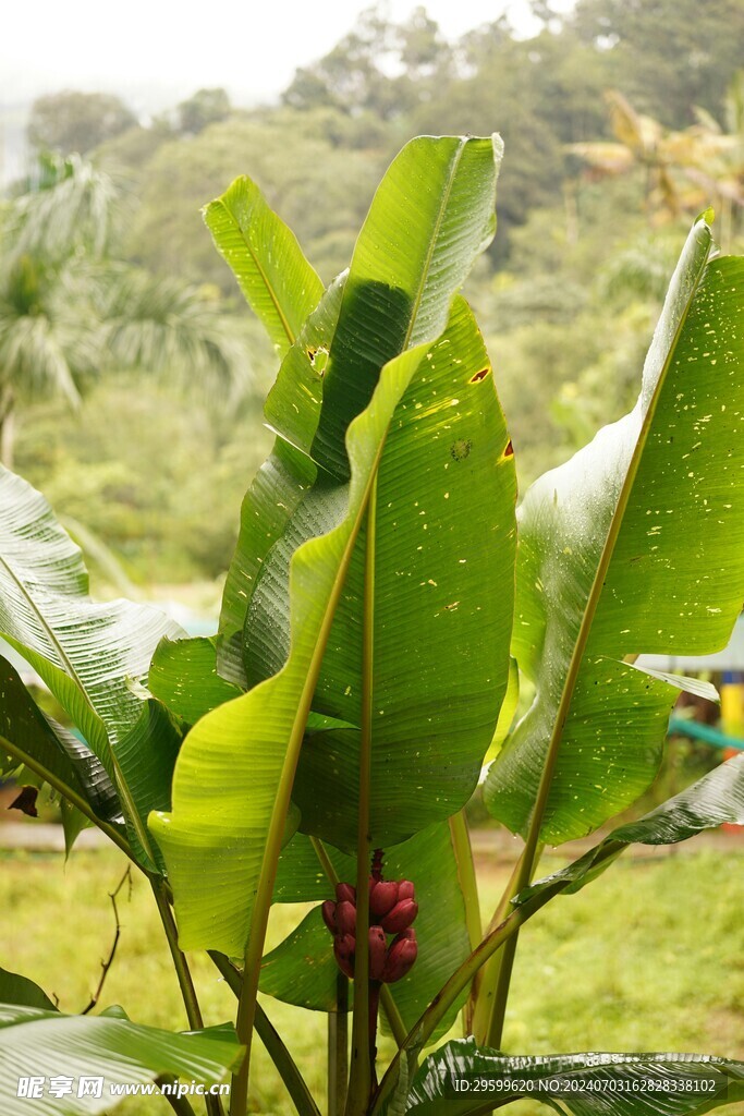 香蕉树