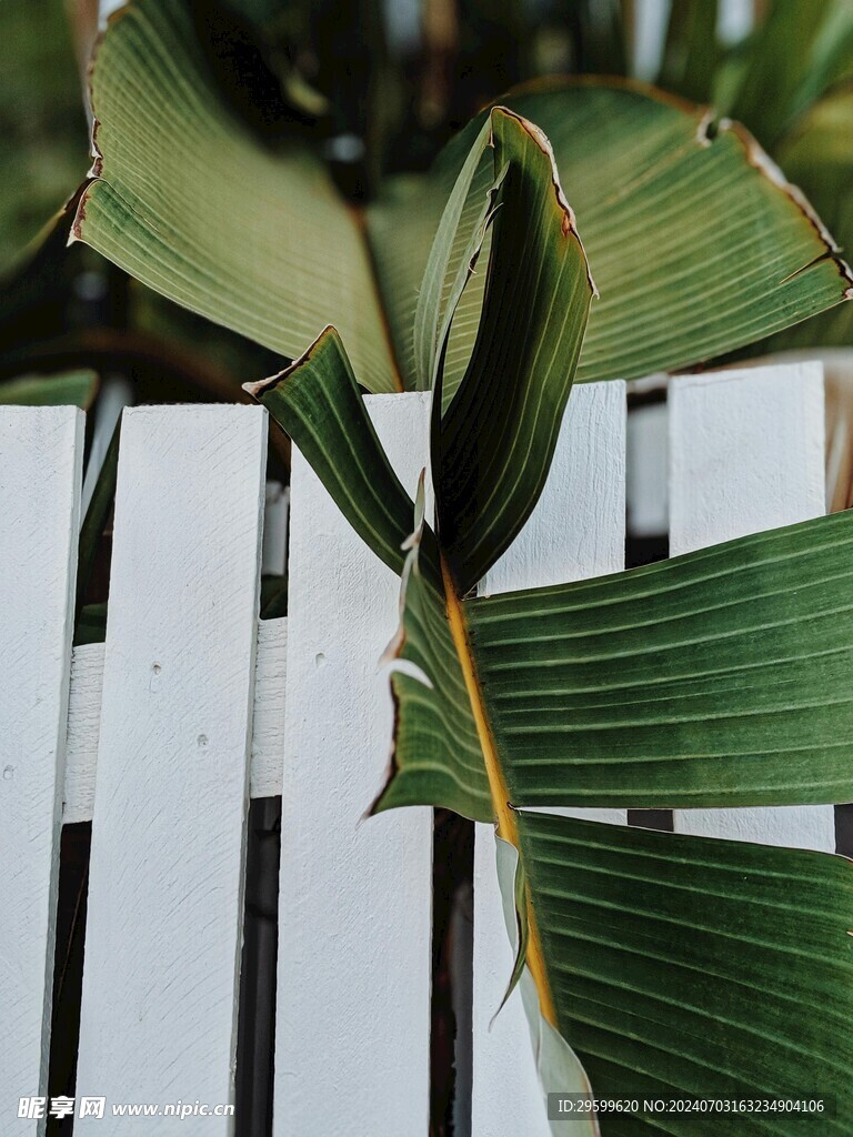 香蕉叶