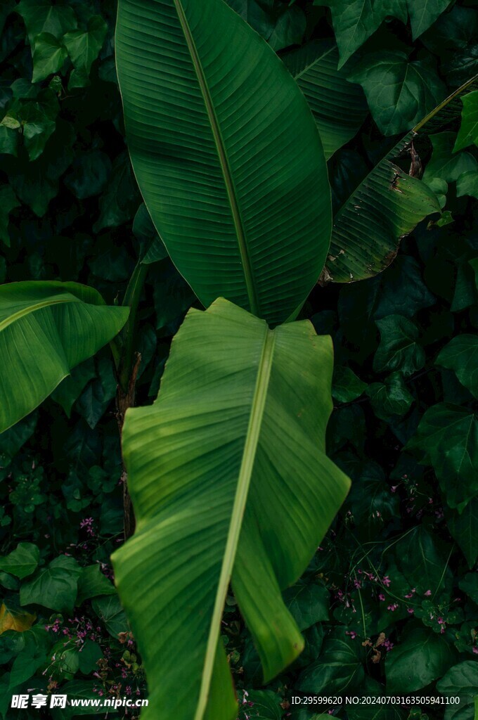 香蕉树