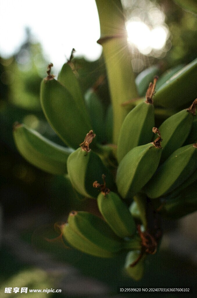 香蕉  