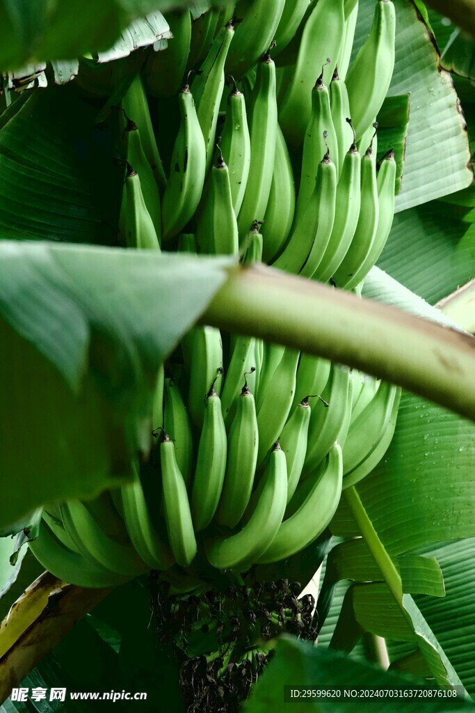 香蕉  
