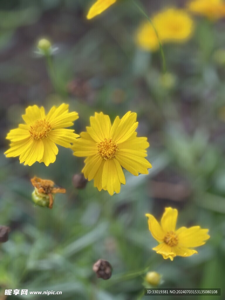 黄色小花